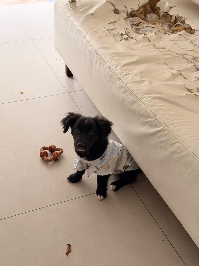 Manny, cachorro de porte médio para adoção em São Paulo - SP — foto 5 de 5