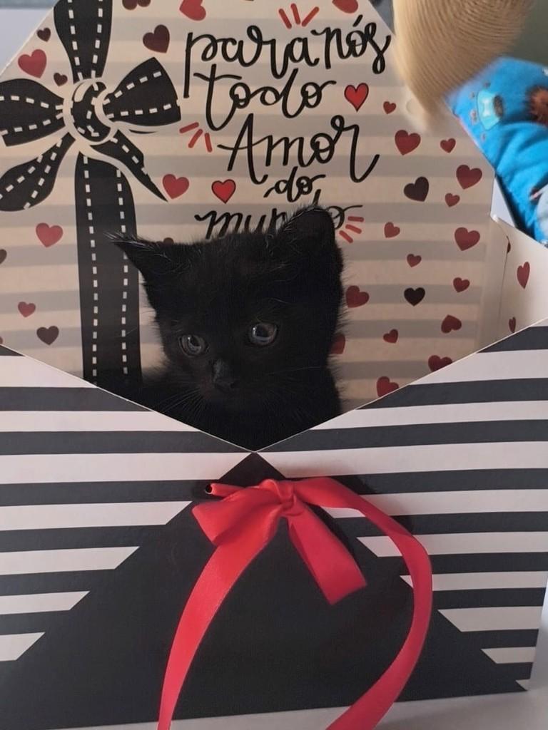 Pequeno Príncipe, gato para adoção em São Paulo - SP