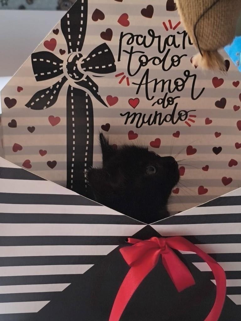 Pequeno Príncipe, gato para adoção em São Paulo - SP — foto 2 de 2