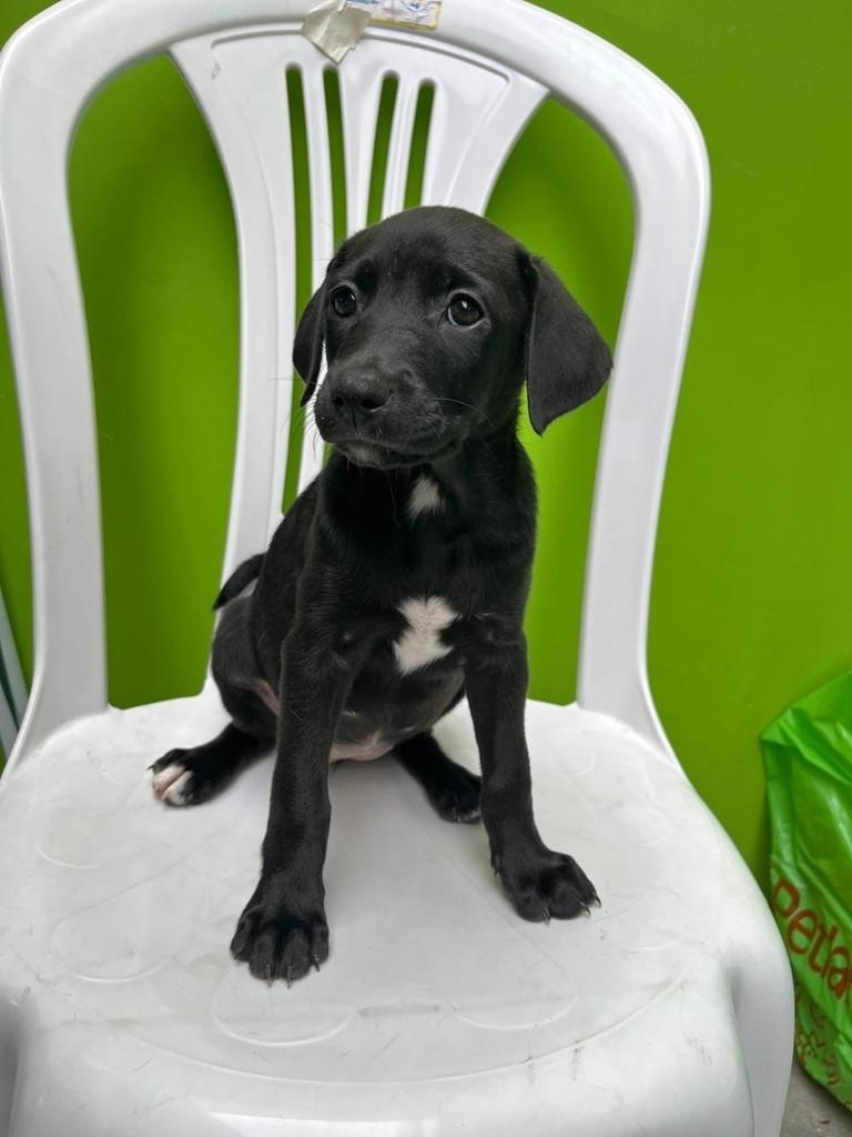 Ruffles, cadela de porte grande para adoção em São Paulo - SP