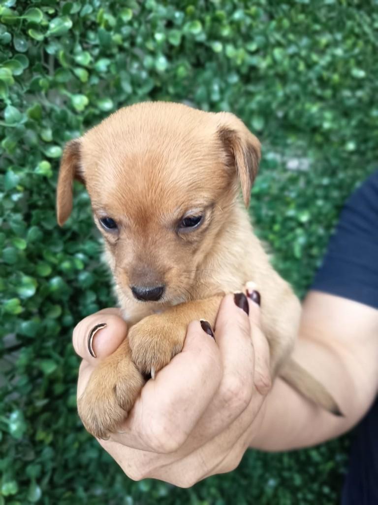 Cajá, cadela de porte pequeno para adoção em São Paulo - SP — foto 4 de 6