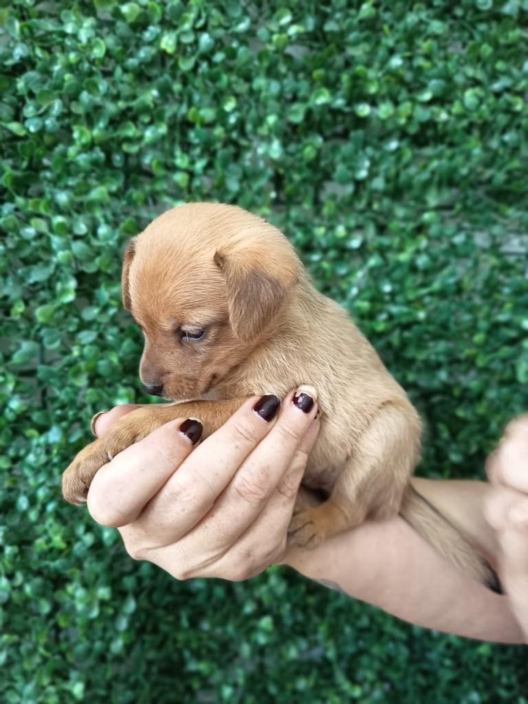 Cajá, cadela de porte pequeno para adoção em São Paulo - SP — foto 5 de 6