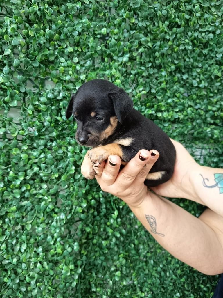 Caju, cachorro de porte pequeno para adoção em São Paulo - SP
