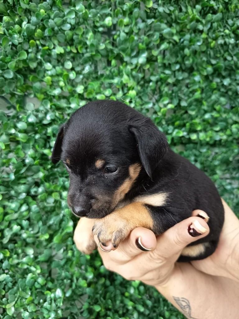 Caju, cachorro de porte pequeno para adoção em São Paulo - SP — foto 2 de 2