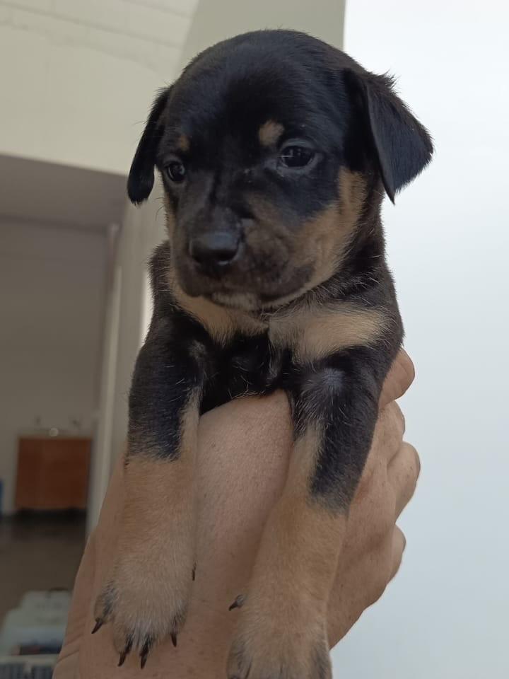 Caqui, cachorro de porte pequeno para adoção em São Paulo - SP