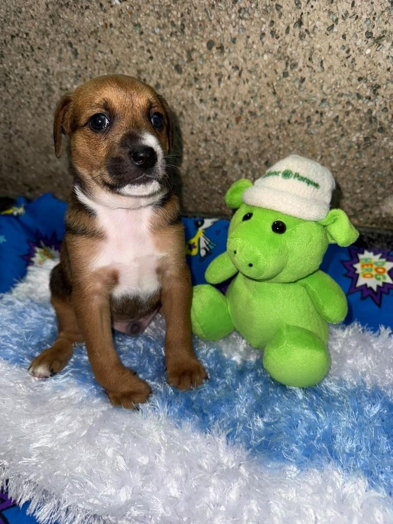 Sloth, cachorro de porte médio para adoção em São Paulo - SP