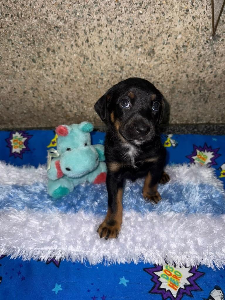 Ink, cachorro de porte médio para adoção em São Paulo - SP