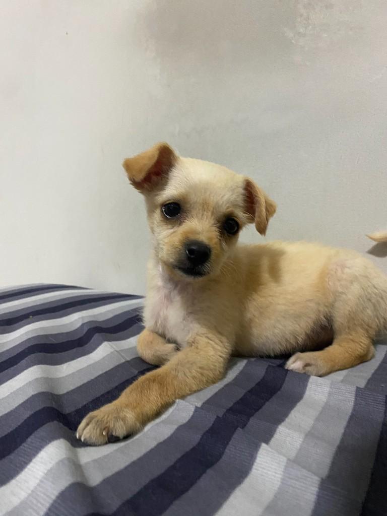 Dory, cadela de porte médio para adoção em São Paulo - SP — foto 2 de 9
