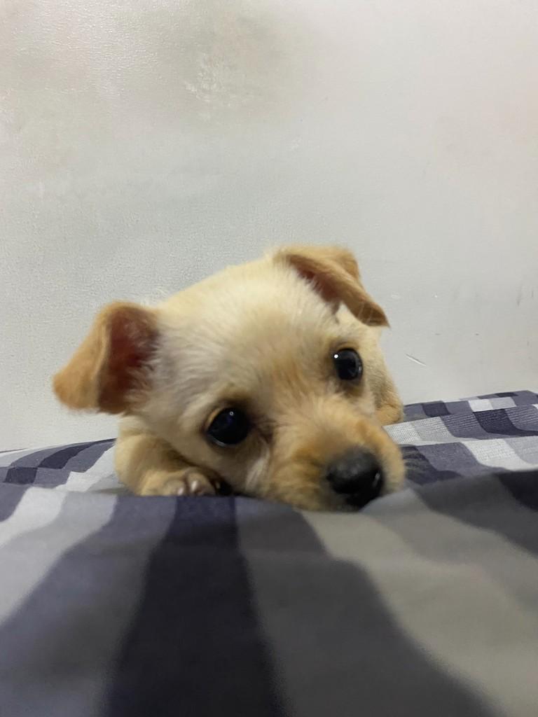 Dory, cadela de porte médio para adoção em São Paulo - SP — foto 3 de 9