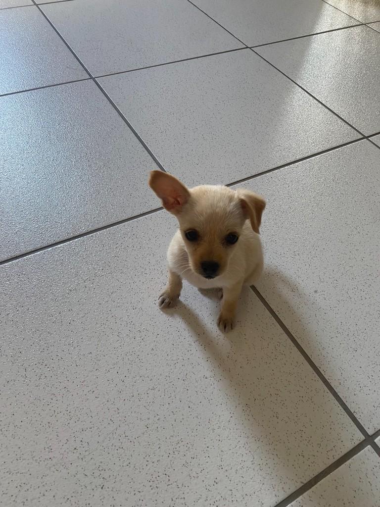 Dory, cadela de porte médio para adoção em São Paulo - SP — foto 4 de 9