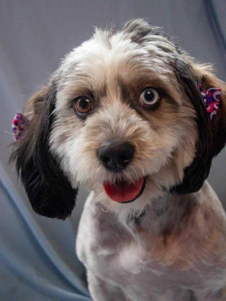 Xena, cadela de porte pequeno para adoção em São Paulo - SP