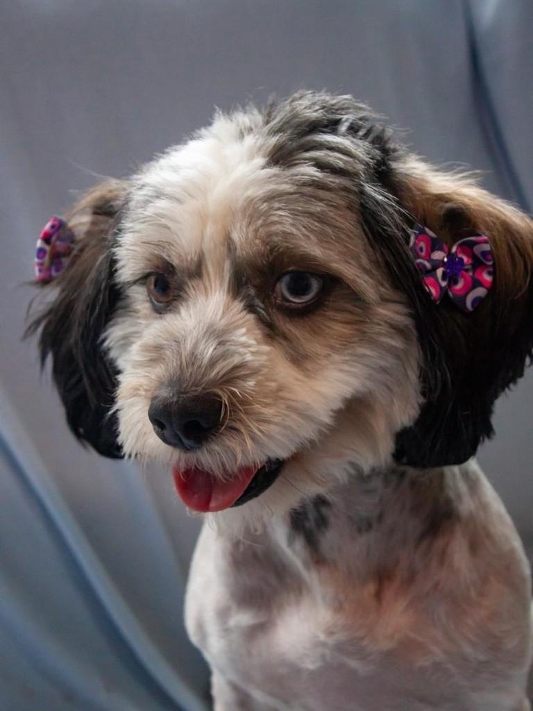 Xena, cadela de porte pequeno para adoção em São Paulo - SP — foto 3 de 9