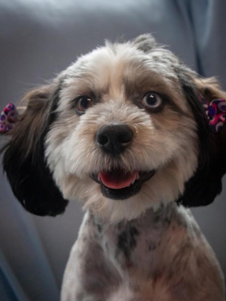 Xena, cadela de porte pequeno para adoção em São Paulo - SP — foto 4 de 9