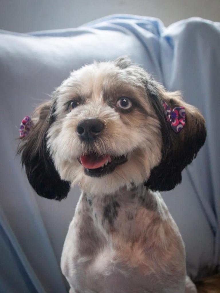 Xena, cadela de porte pequeno para adoção em São Paulo - SP — foto 5 de 9