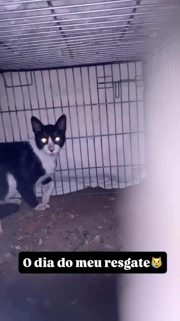 M. Júnior, gato de porte pequeno para adoção em São Paulo - SP