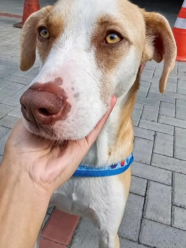 Simba, cachorro de porte médio para adoção em São Paulo - SP