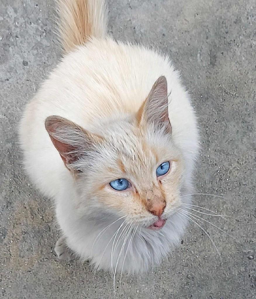 Red Point, gato de porte médio para adoção em São Paulo - SP