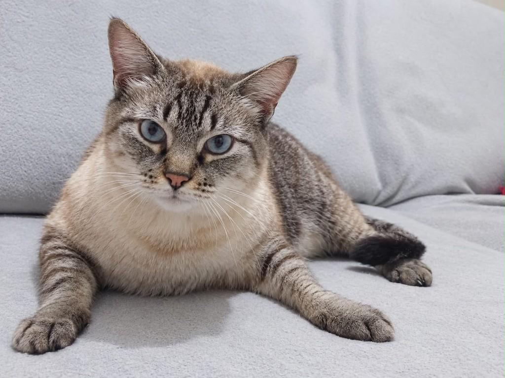 Billy, gato de porte médio para adoção em São Paulo - SP