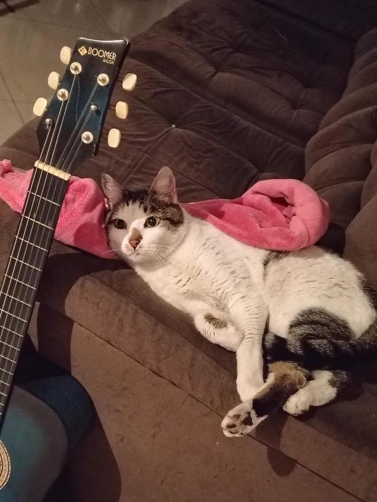 Frajola, gato de porte pequeno para adoção em São Paulo - SP