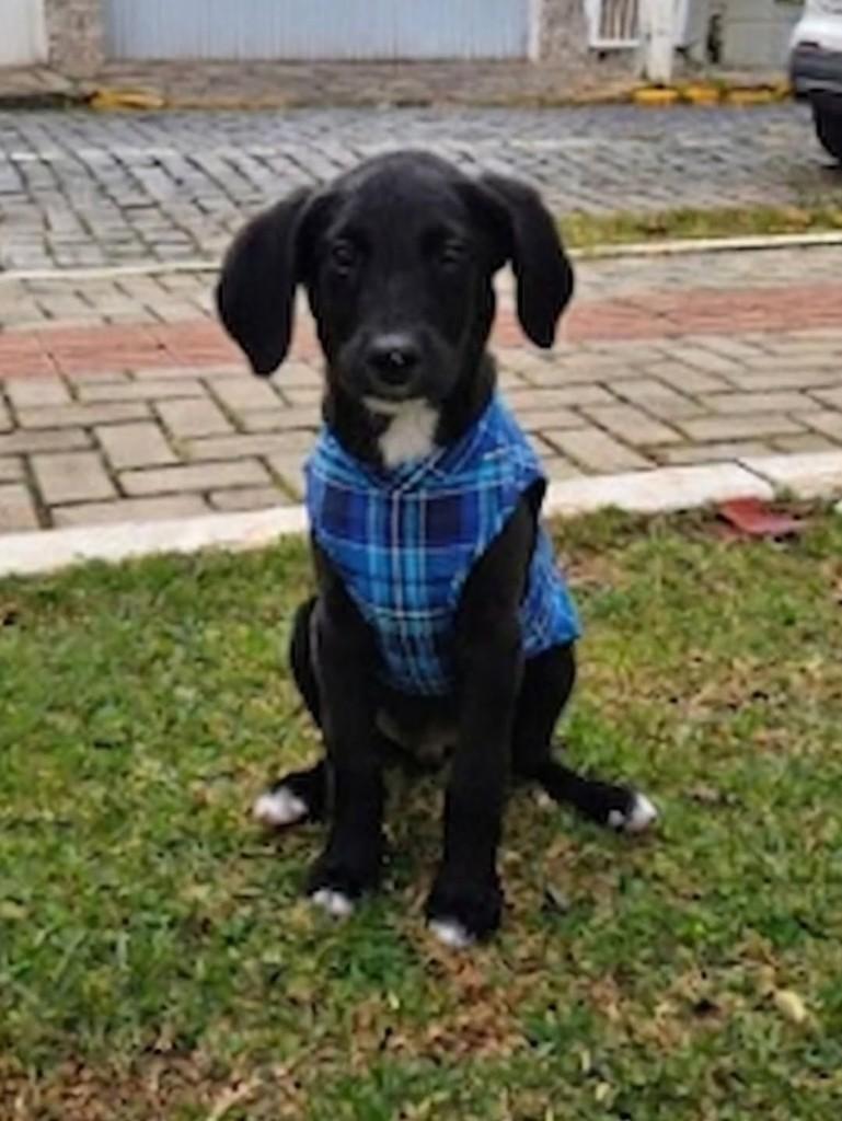 Ferrovia, cachorro de porte pequeno para adoção em Lages - SC