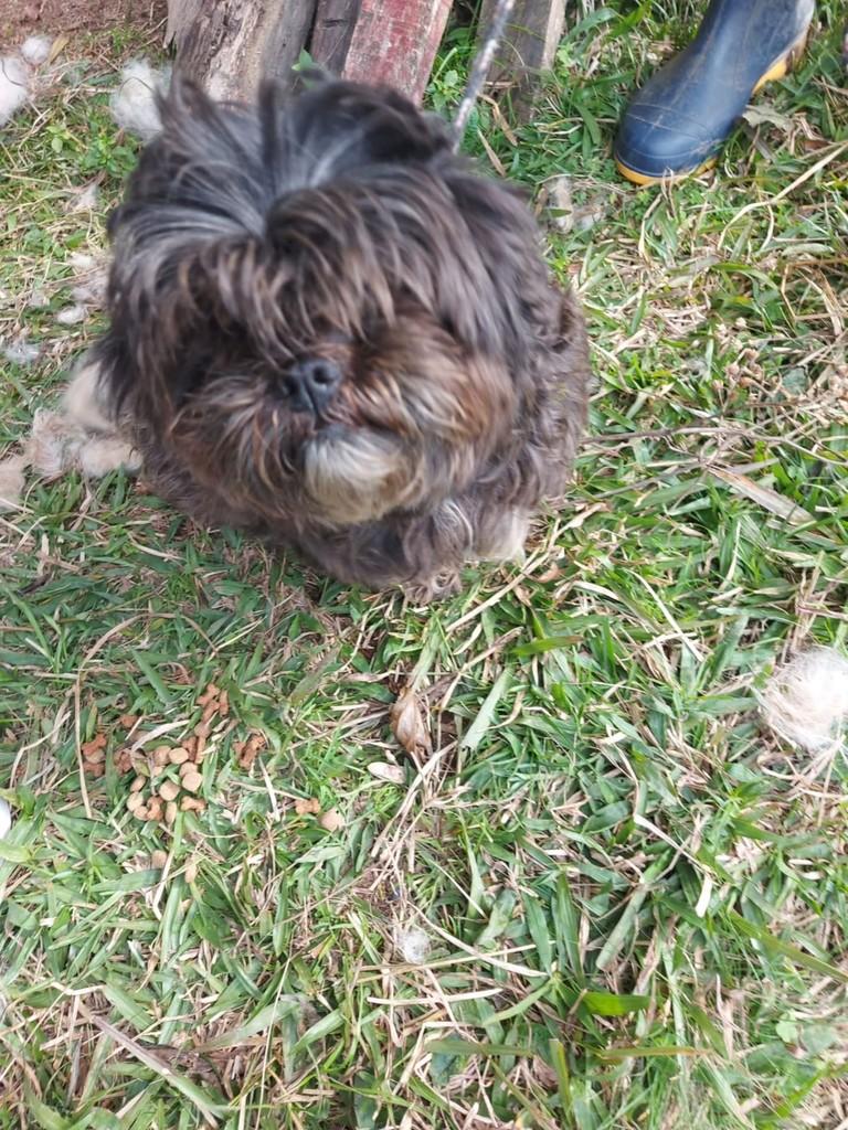 Cachorrinha, cadela de porte pequeno para adoção em Lages - SC