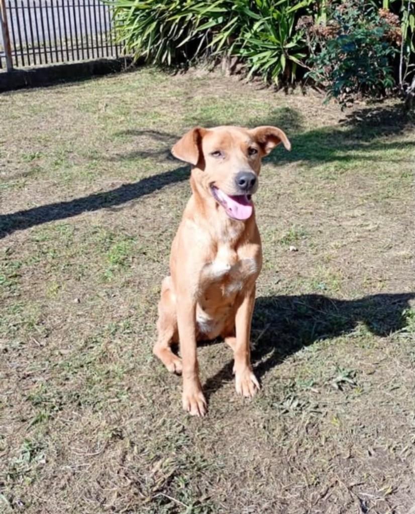 Mocinha, cadela de porte pequeno para adoção em Lages - SC