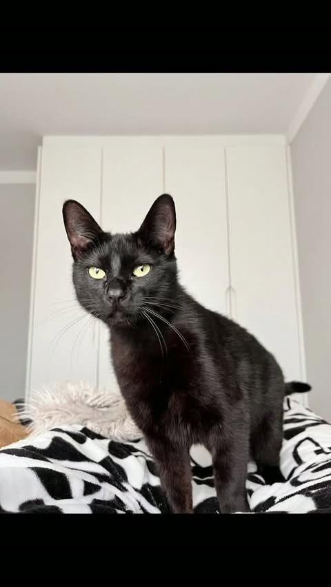 Pretinho, gato de porte médio para adoção em Lages - SC