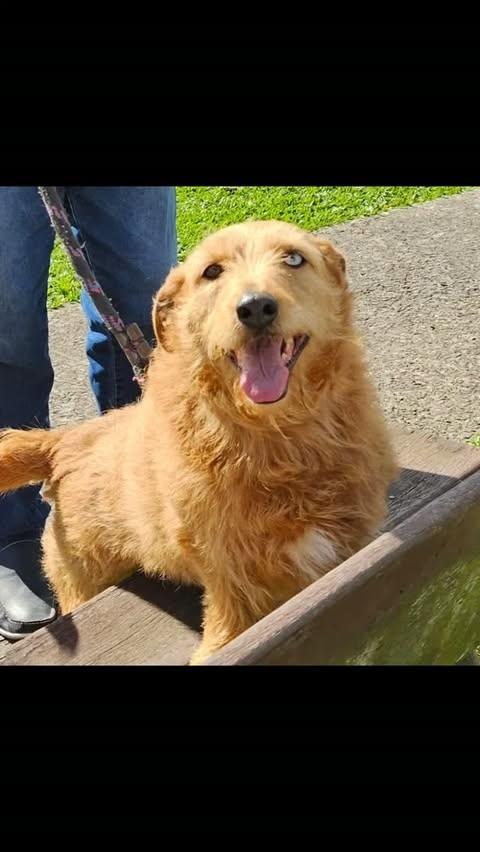 Nina, cadela de porte médio para adoção em Lages - SC