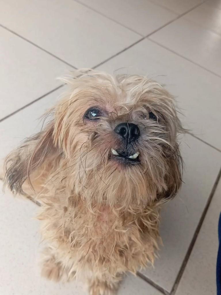Pedrinho, cadela de porte pequeno para adoção em Birigui - SP