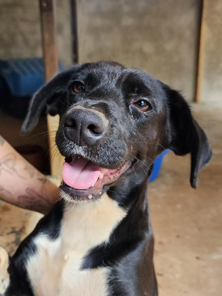 Luna, cachorro de porte médio para adoção em Birigui - SP
