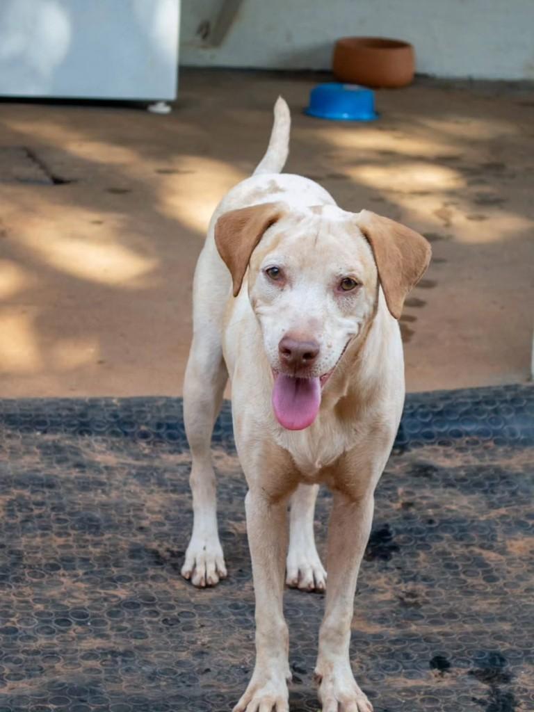 Eduardo, cachorro de porte pequeno para adoção em Birigui - SP
