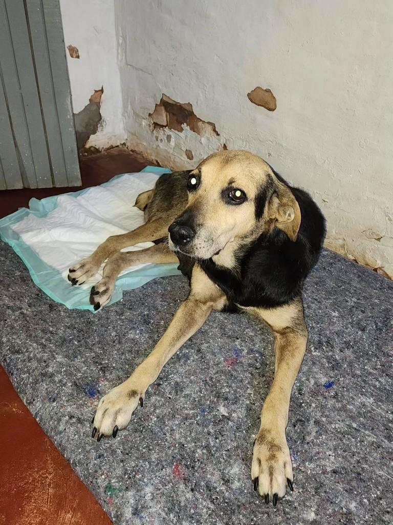 Clotilde, cadela de porte médio para adoção em Birigui - SP