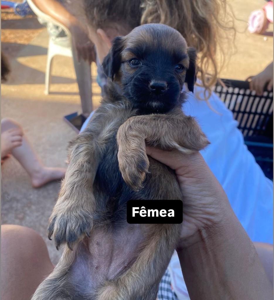 Nenês, cachorro para adoção em Birigui - SP