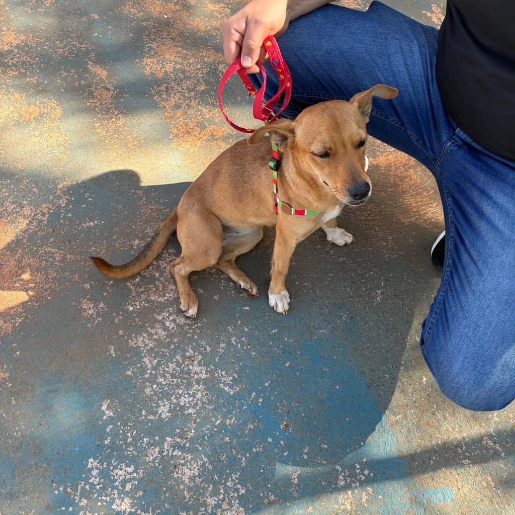 Cachorrinha Linda, cadela de porte pequeno para adoção em Birigui - SP