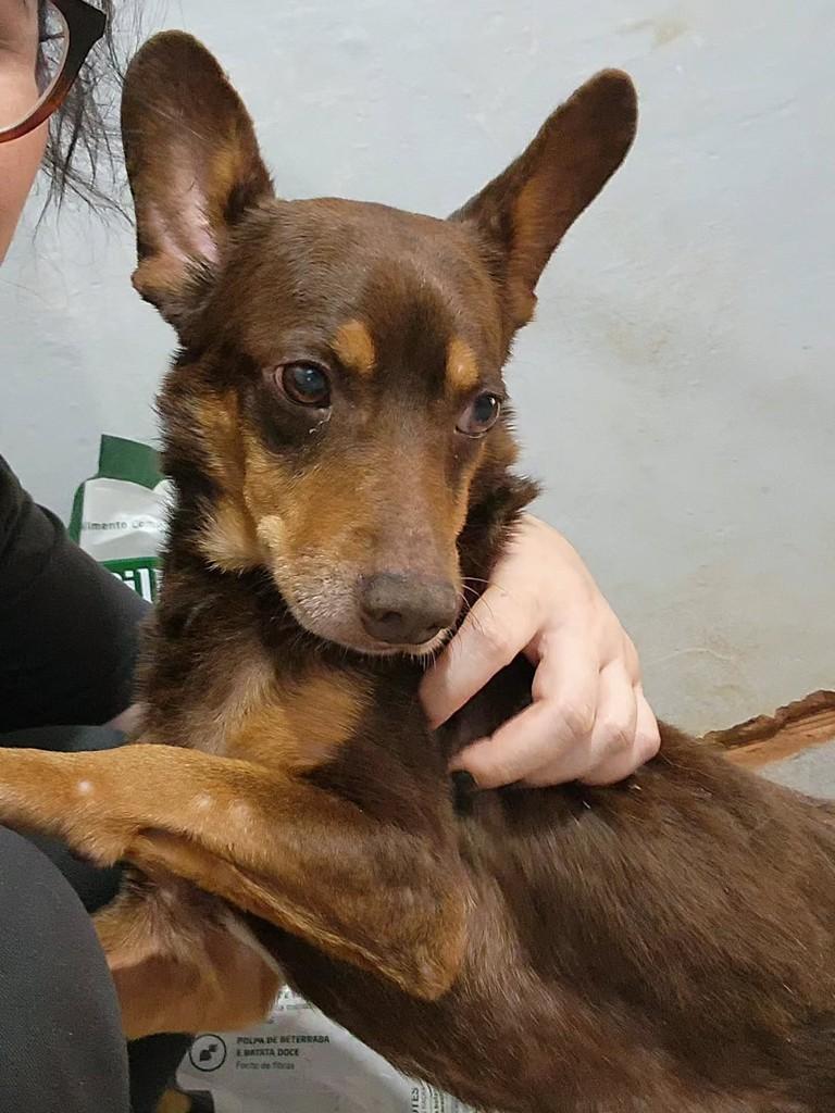 Chocolate, cadela de porte pequeno para adoção em Birigui - SP