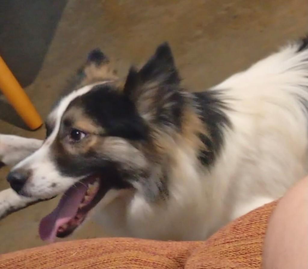Aslan, cachorro de porte médio para adoção em Birigui - SP
