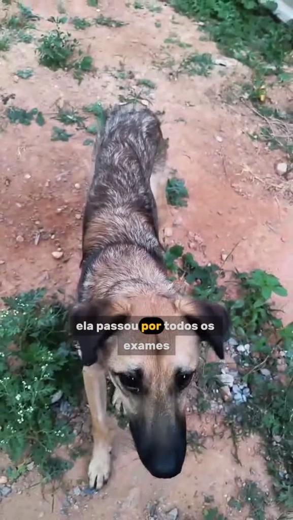 Helena, cachorro de porte pequeno para adoção em Vespasiano - MG
