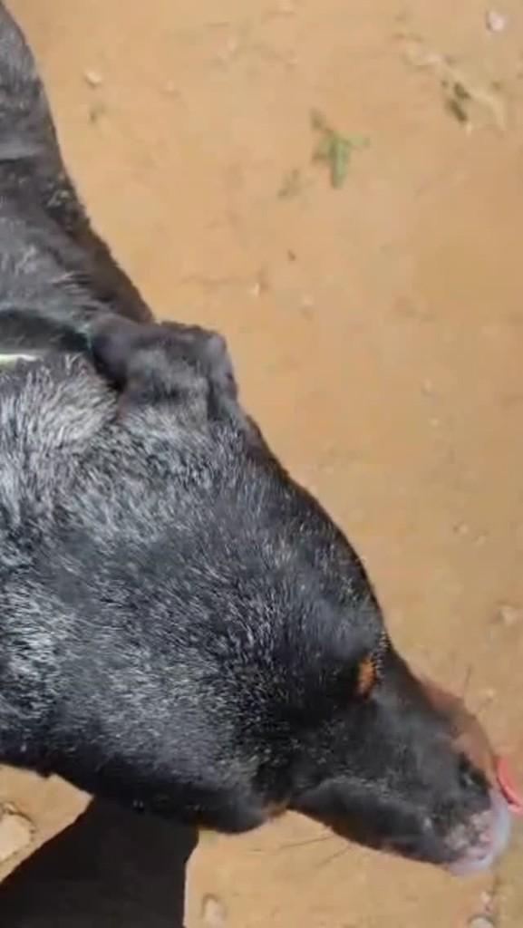 Damião, cachorro de porte médio para adoção em Vespasiano - MG