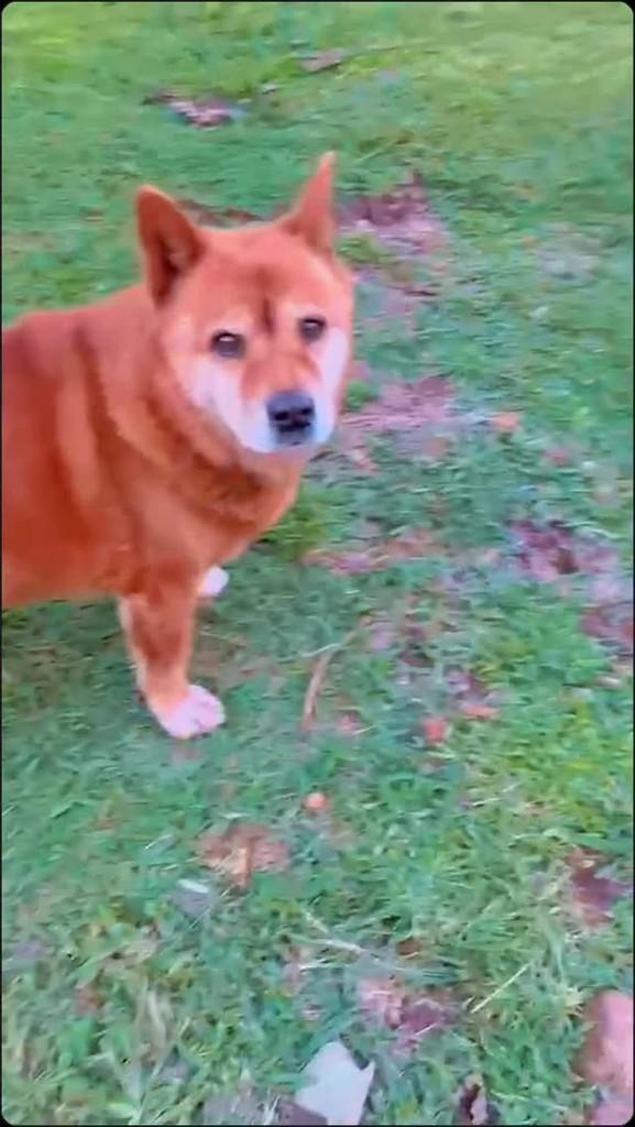 Chico, cachorro de porte grande para adoção em Farroupilha - RS