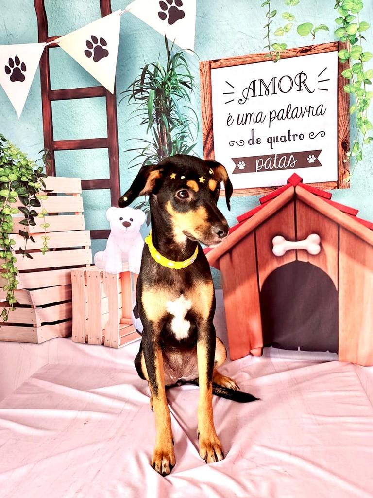 Juliet, cachorro de porte pequeno para adoção em Itapaci - GO