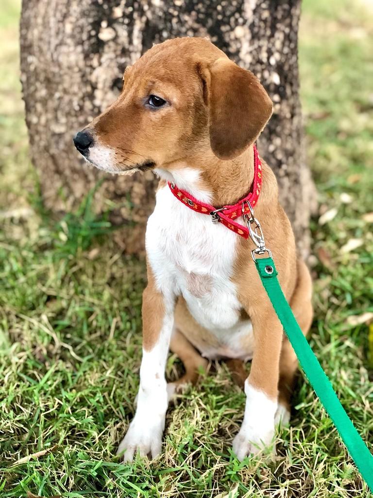 Melzinha, cachorro de porte pequeno para adoção em Itapaci - GO