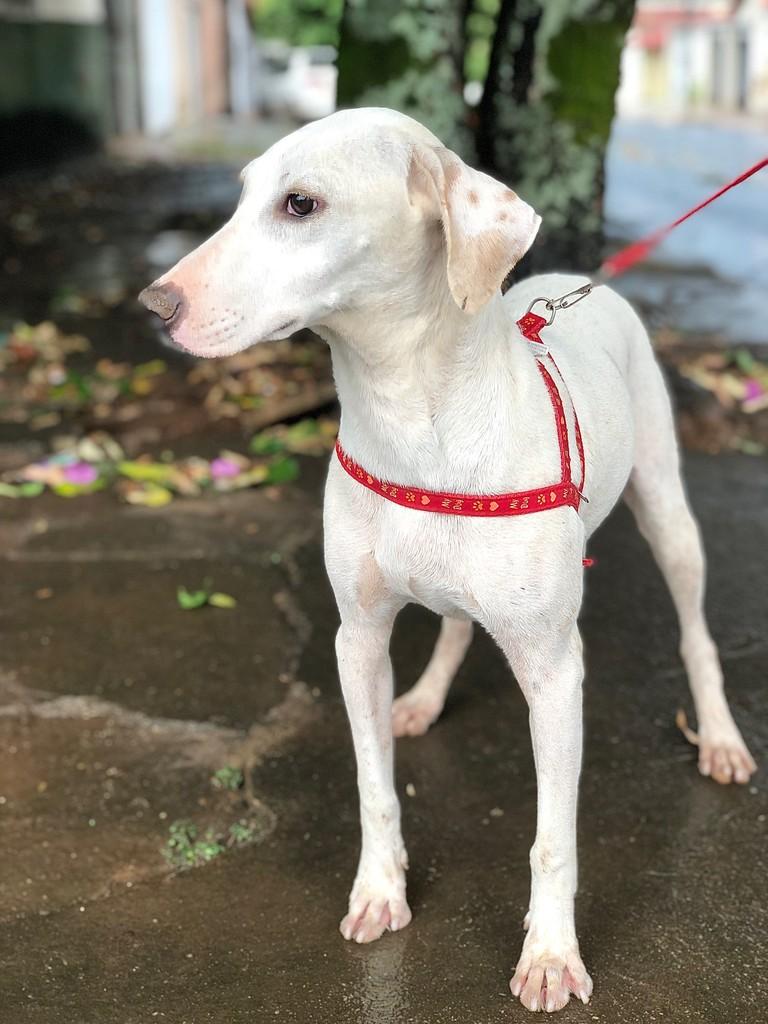 Belinha, cachorro de porte médio para adoção em Itapaci - GO
