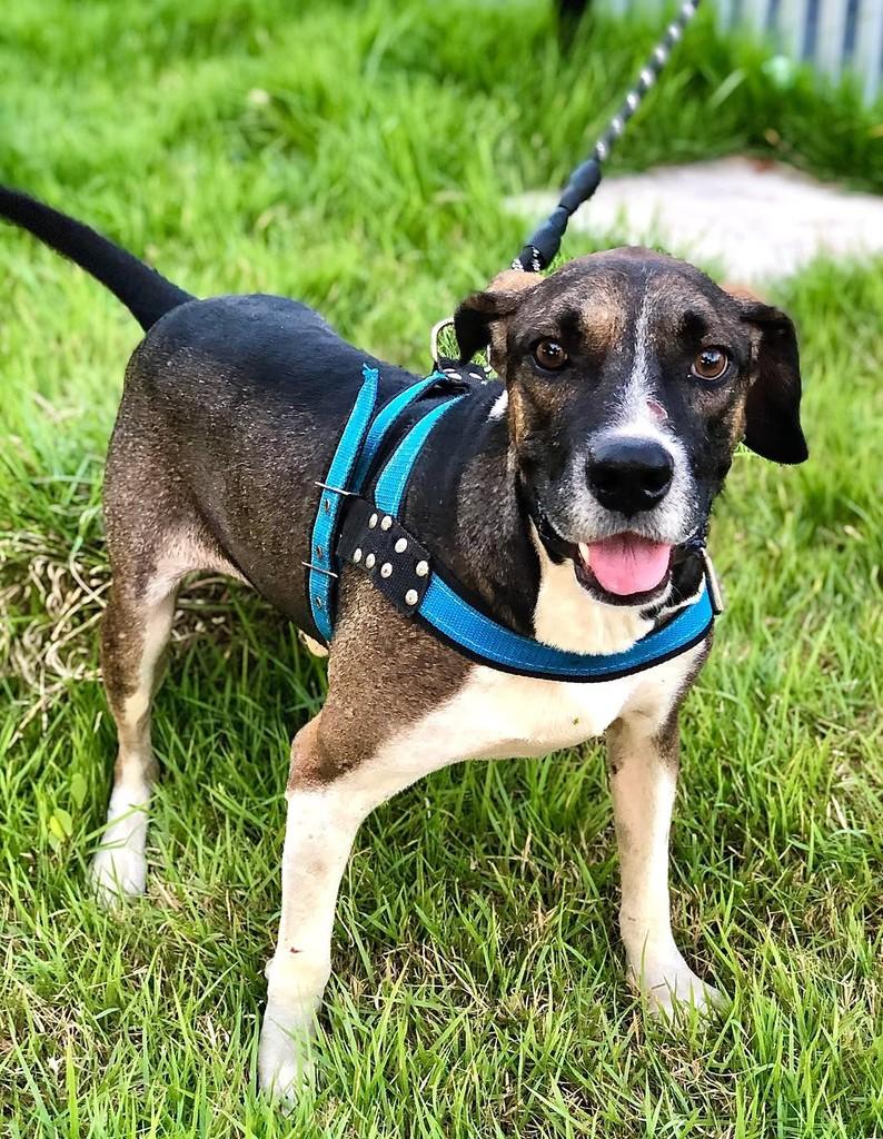 Thor, cachorro de porte pequeno para adoção em Itapaci - GO