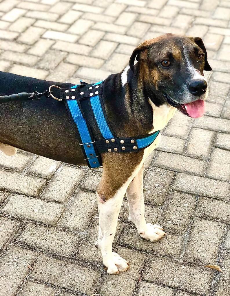 Thor, cachorro de porte pequeno para adoção em Itapaci - GO — foto 2 de 2