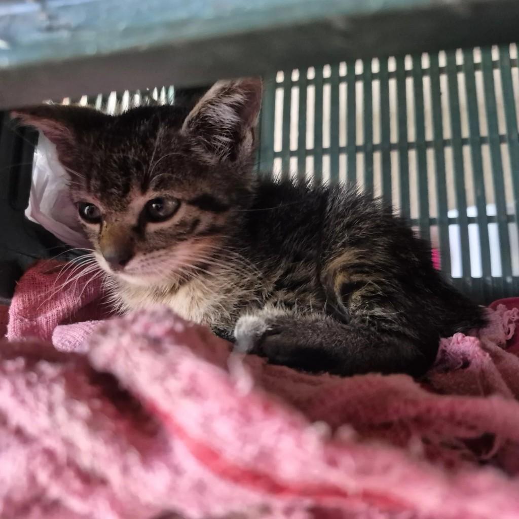 Pequenina, gato de porte pequeno para adoção em Santa Rosa - RS