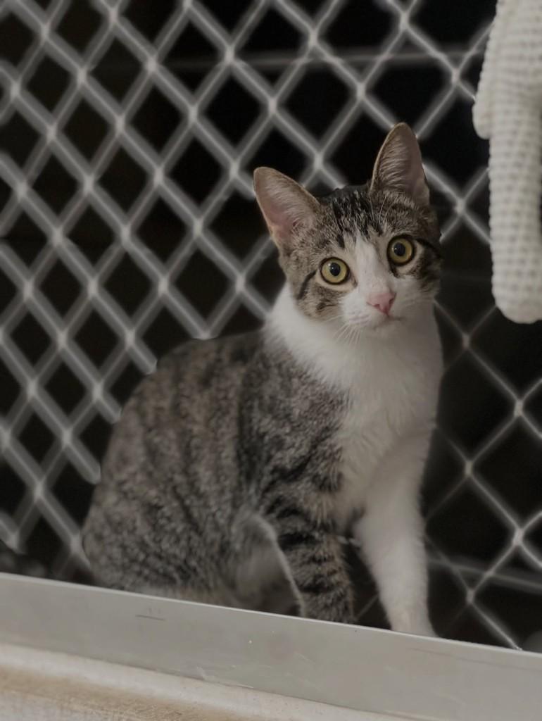 Demi, gata de porte pequeno para adoção em Santa Rosa - RS