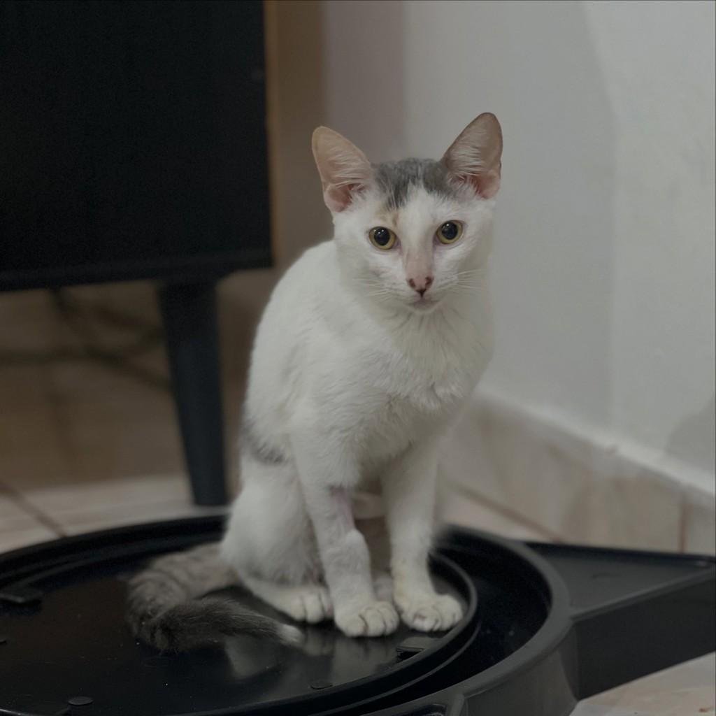 Hailey, gata de porte pequeno para adoção em Santa Rosa - RS