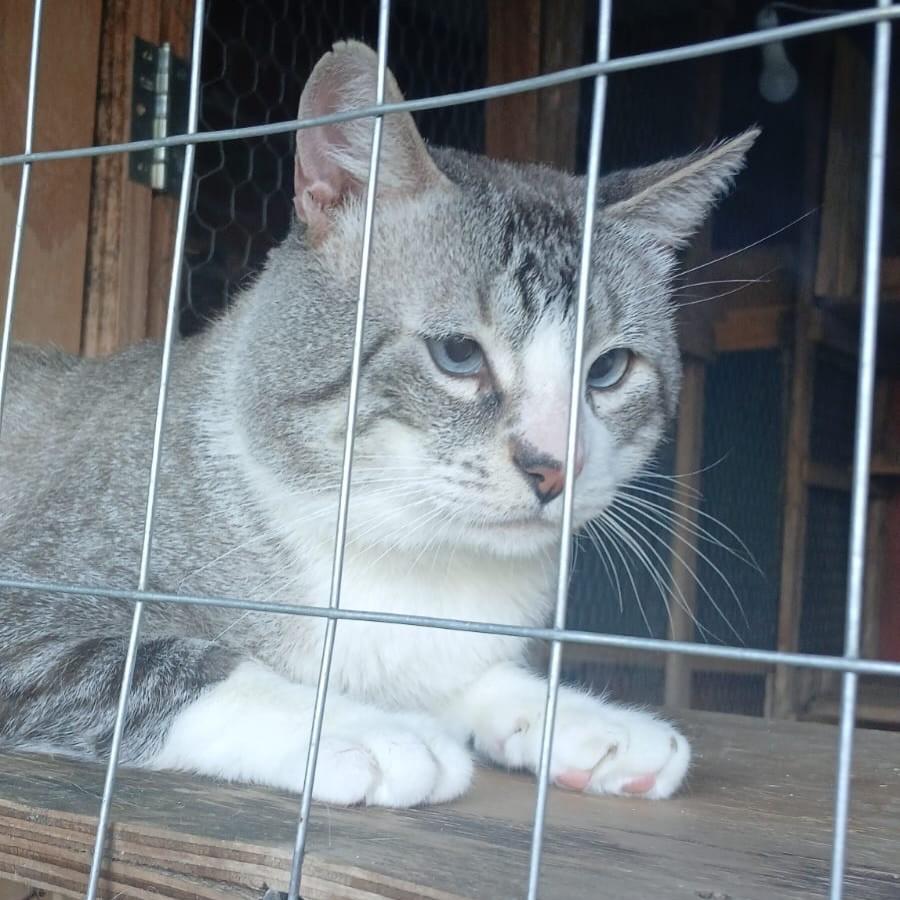 Bandido, gato para adoção em Santa Rosa - RS