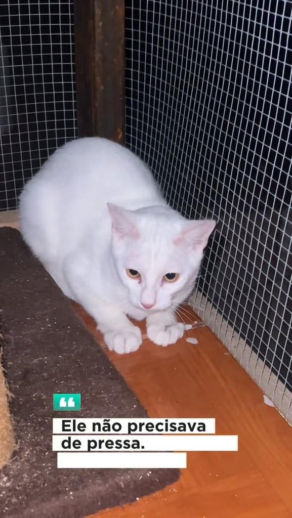 Polvilho, gato de porte médio para adoção em Santa Rosa - RS