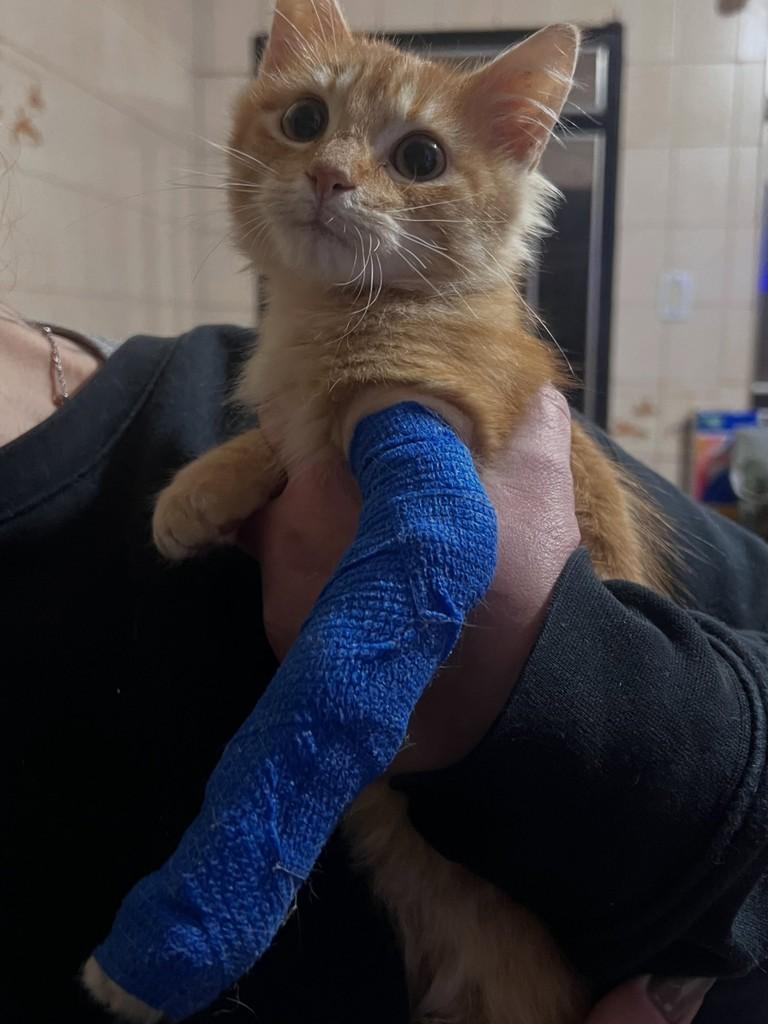 Toco, gato de porte pequeno para adoção em Santa Rosa - RS